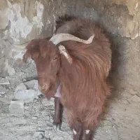 بزغاله|حیوانات مزرعه|هامون, |دیوار