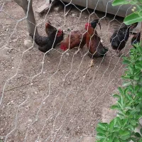 دوعدد خروس گلین