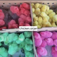 جوجه رنگی خروسک و رنگی مرغ