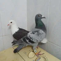 کفتر پلاکی‌‌‌|پرنده|شیراز, کرونی(خاتونک)|دیوار