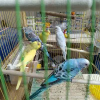 مرغ عشق|پرنده|نقده, |دیوار