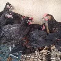 جوجه خروس و خروس سیاه محلی اصل جوان تازه اذانگو