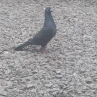 کبوتر
