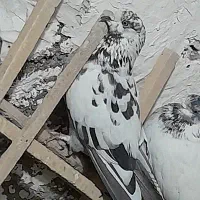 کبوتر|پرنده|کوهدشت, |دیوار