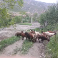 میش هترو همو