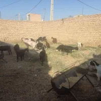 فروش 21عدد بر شیر همراه با تعدادی کره نر و ماده