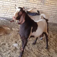 بز نر