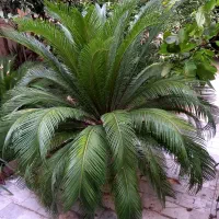 گل سیکاس خیلی بزرگ