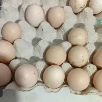 تخم بوقلمو