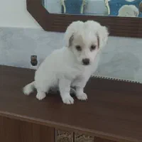 واگذاری سگ پاکوتاه