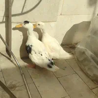 فروش دو  اردک سرحال و خانگی