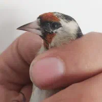 سهره های سوا شده نرو ماده|پرنده|تبریز, |دیوار