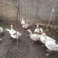 فروش غاز نر