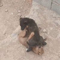 توله افغان