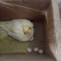 عروس هلندی جفت