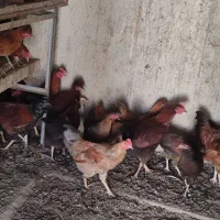 تعدادی خروس جوانه|حیوانات مزرعه|گنبد کاووس, |دیوار