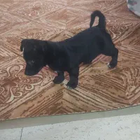 توله ۳ ماهه اشپامر پاکوتاه نر فقط امروز