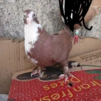 ماده کرباتی بایه جوجه سیخ ‌پر