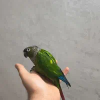 طوطی گرینچیک نر(فول دستی)|پرنده|تهران, بلورسازی|دیوار