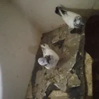 شادگان|پرنده|شادگان, |دیوار