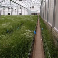 گلخانه هیدروپونیک جاده گلمکان|فروش دفتر صنعتی، کشاورزی، تجاری|مشهد, احمدآباد|دیوار