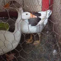 یک جفت غاز زیبا
