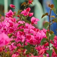 میش با بره رابر