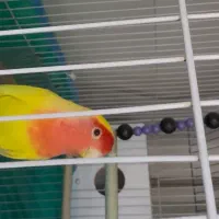 کوتوله برزیلی سخنگو