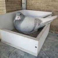 جفت شهری بدرنگ سوسنی چپ سبز با جوجه