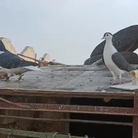 نروماده سیاپاک|پرنده|مشهد, شهرک شیرین|دیوار