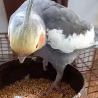 عروس هلندی نر سینامون|پرنده|سنگر, |دیوار