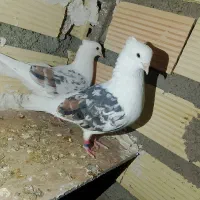 ...|پرنده|چگنی, |دیوار