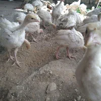 جوجه بوقلمون یک ماهه|حیوانات مزرعه|جوانرود, |دیوار