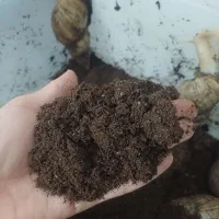 خاک مختص بستر حلزون|خزنده|مشهد, حضرت حجت|دیوار