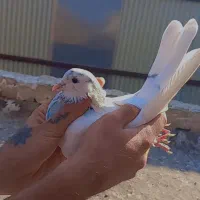 کفتر به شرط|پرنده|پاکدشت, پاکدشت (مامازند)|دیوار