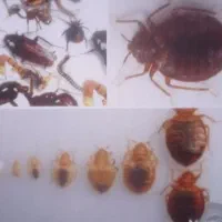 سمپاشی ساس سوسک موش با ضمانت شبانه روزی