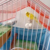 مرغ عشق نر و ماده