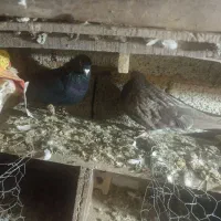 کبوتر|پرنده|سیلوانه, |دیوار