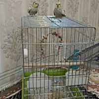 یک جفت عروس هلندی لوتیتو ابلغ|پرنده|شیراز, کوشک میدان|دیوار