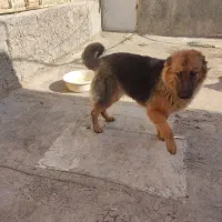 واگذاری سگ ژرمن نژاد اصیل