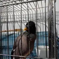 مرغ مینا سخنگو  با قفس|پرنده|اسلام‌شهر, شهرک سعیدیه|دیوار