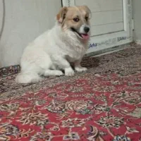سگ پامر اشپیتز تربیت شده