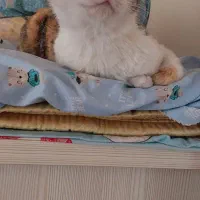 سه عدد گربه عقیم شده واکسناسیون کامل 6ماه واگذاری