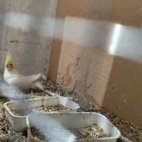 عروس هلندی|پرنده|هندیجان, |دیوار