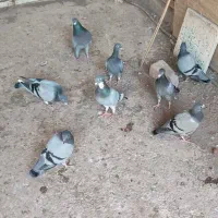 کفتر پلاکی