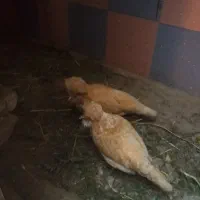 باسلام فروش چند عدد مرغ تخمی