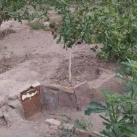 باغ پسته فیض آباد فروش فوری|فروش زمین و ملک کلنگی|مه ولات, |دیوار