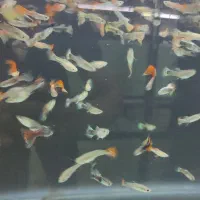 زبرا|ماهی|زنجان, |دیوار