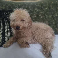 سگ پودل|سگ|مشهد, هنرور|دیوار