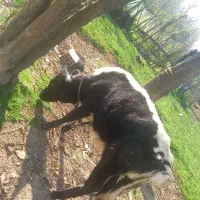 فروش گوساله و گوسفند ماده